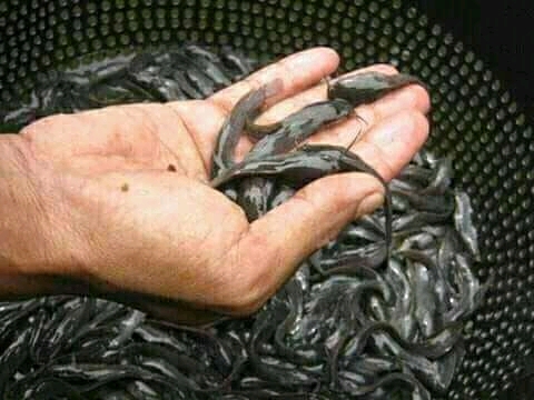Fish Feed Production